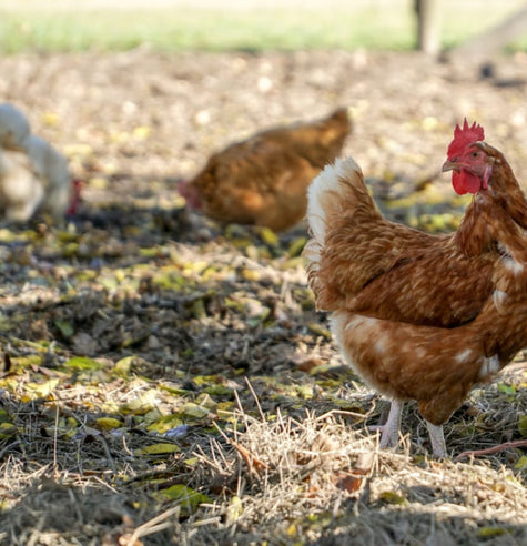 How to Make Chicken Coop Potpourri at Home