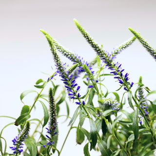 How to Prep Your Rise Garden for Your Summer Vacation