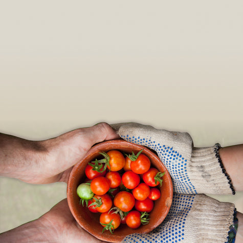 My Journey from Outdoor Gardener to Rise Gardens