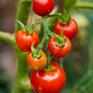 Pruning: Good for your Plants and Garden