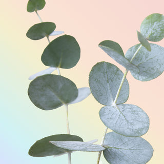 Elevate Your Winter Wellness with Rise Eucalyptus