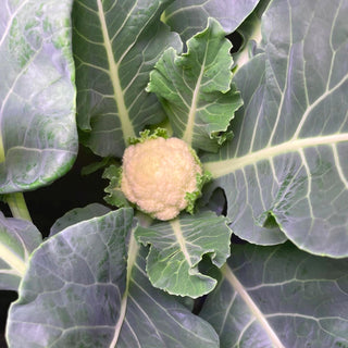Cauliflower