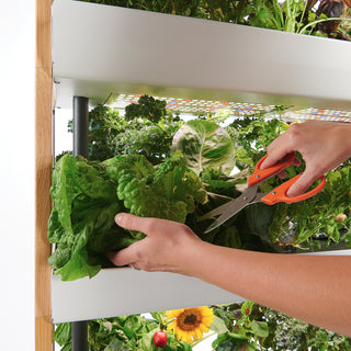 How to Determine which Rise Garden is Right for You