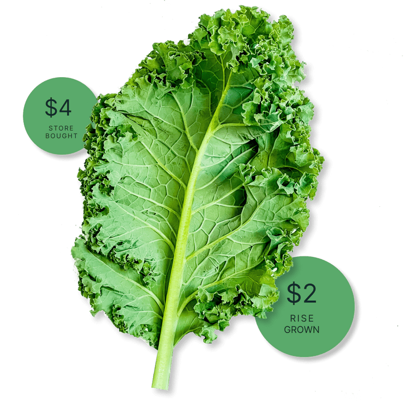 you grow with an hydroponic system