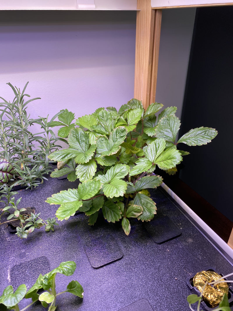 Canada-SummerGarden3.jpg risegardens