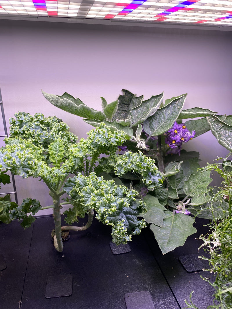 Canada-SummerGarden4.jpg risegardens