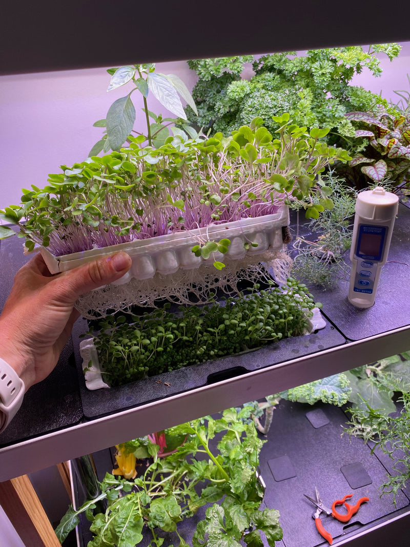 Canada-SummerGarden5.jpg risegardens