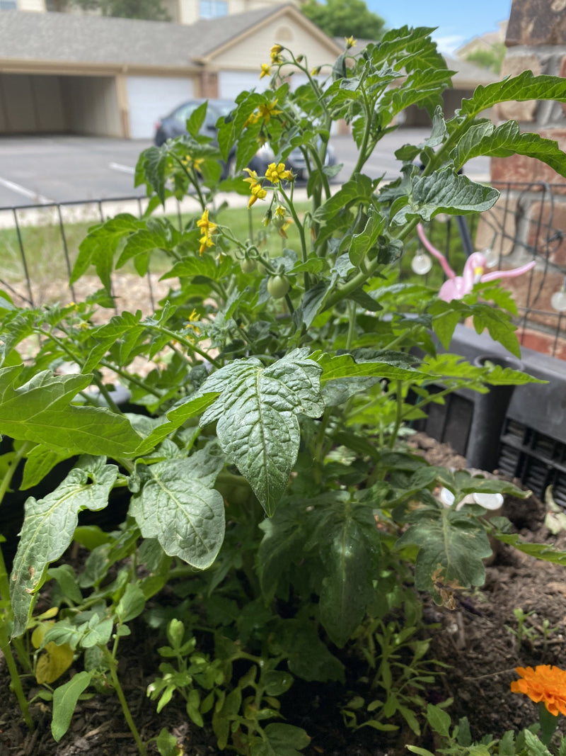 GardenExp1.jpg risegardens