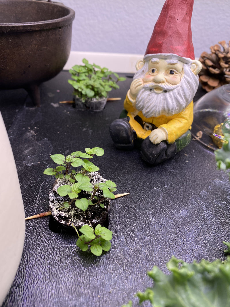 GardenExp2.jpg risegardens