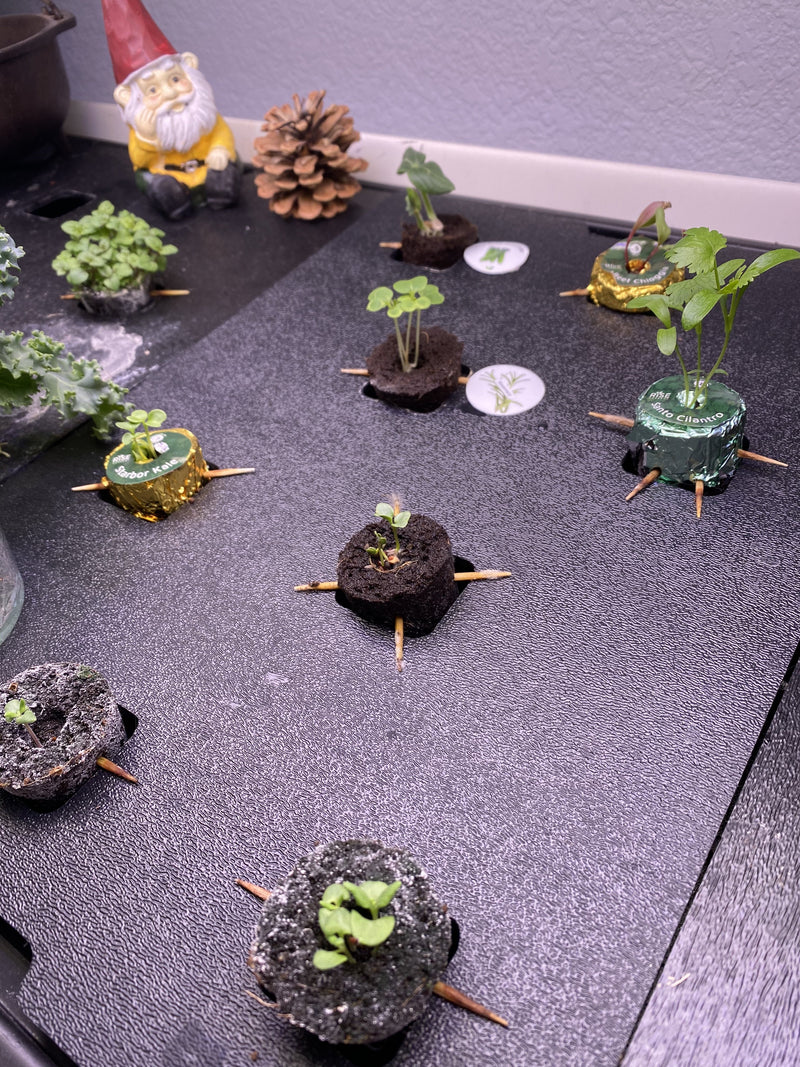 GardenExp3.jpg risegardens