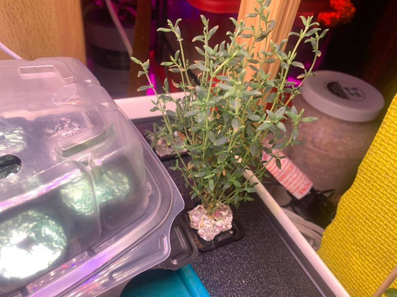 StaceyJourney1.jpg risegardens