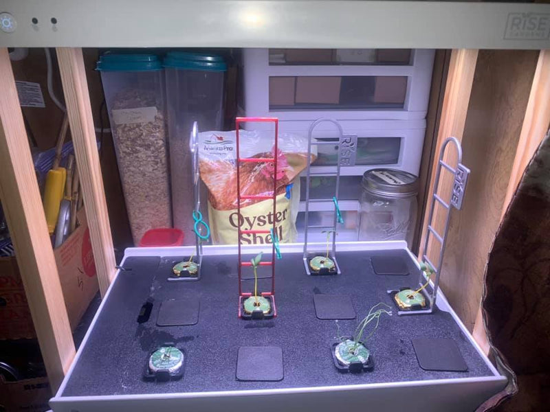 StaceyJourney4.jpg risegardens