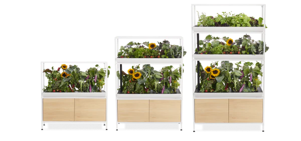 The Rise Garden