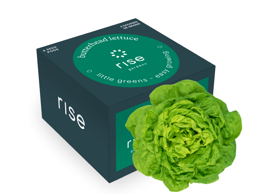 Butterhead lettuce