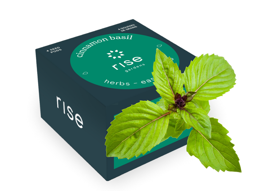Cinnamon Basil
