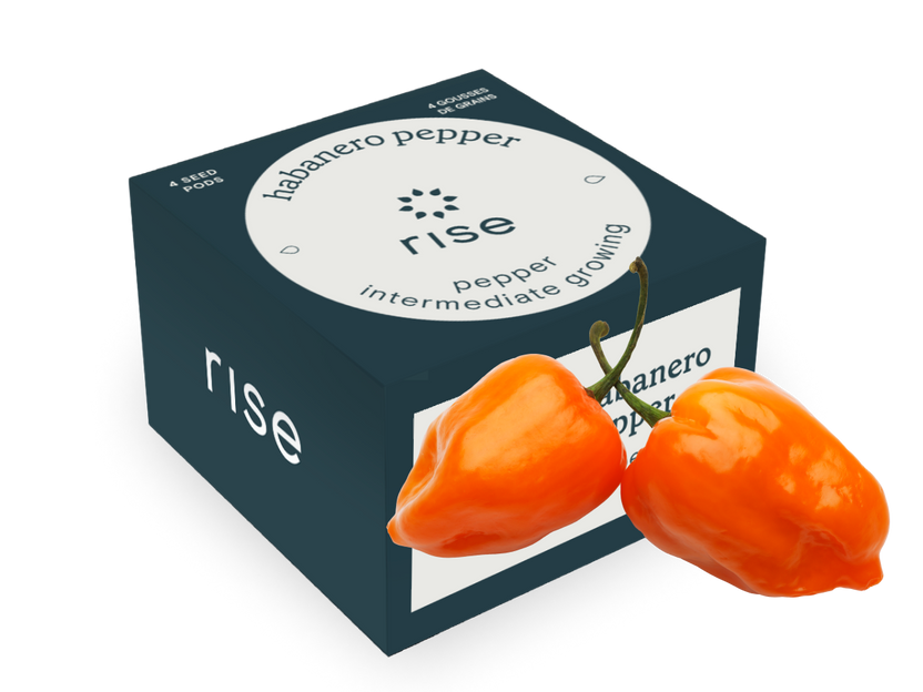 Habanero Pepper