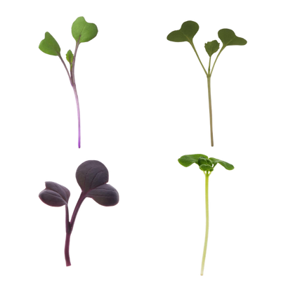Microgreens Variety Pack