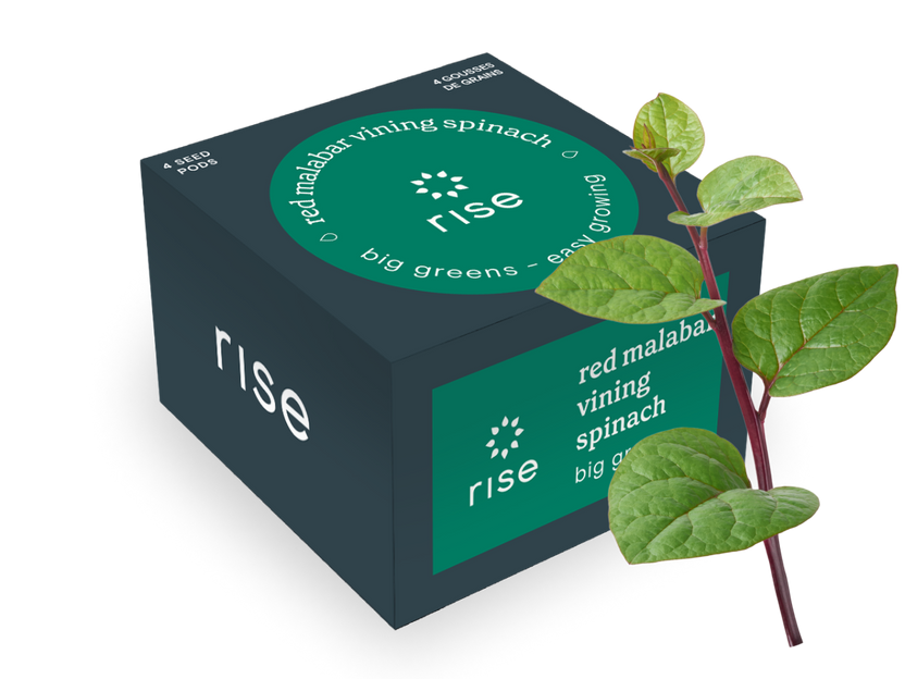 Red Malabar Vining Spinach