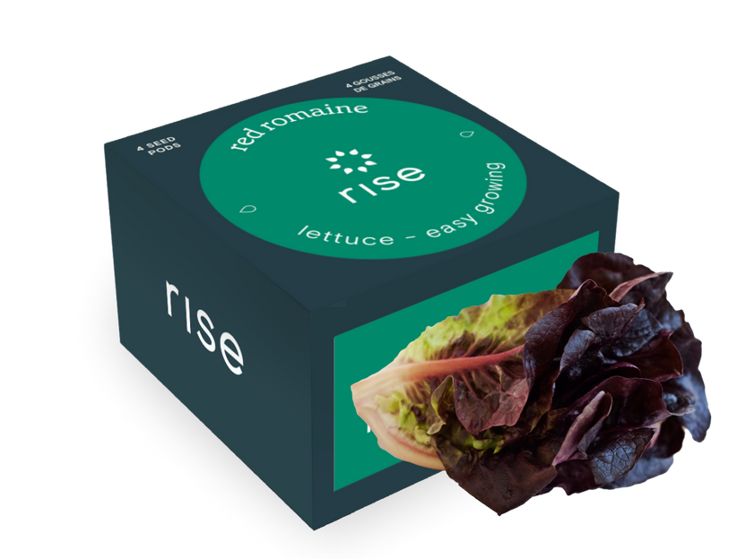 Red Romaine Lettuce