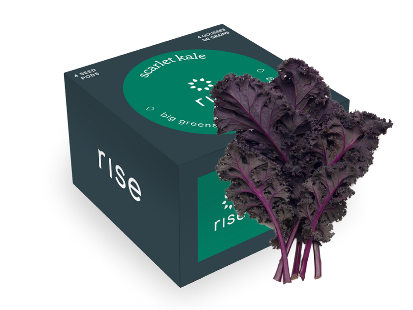 Scarlet Kale
