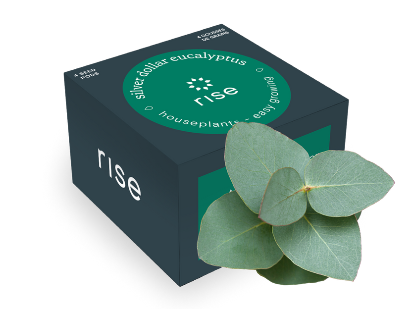 Silver Dollar Eucalyptus
