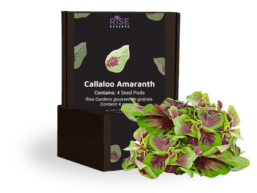 Callaloo Amaranth