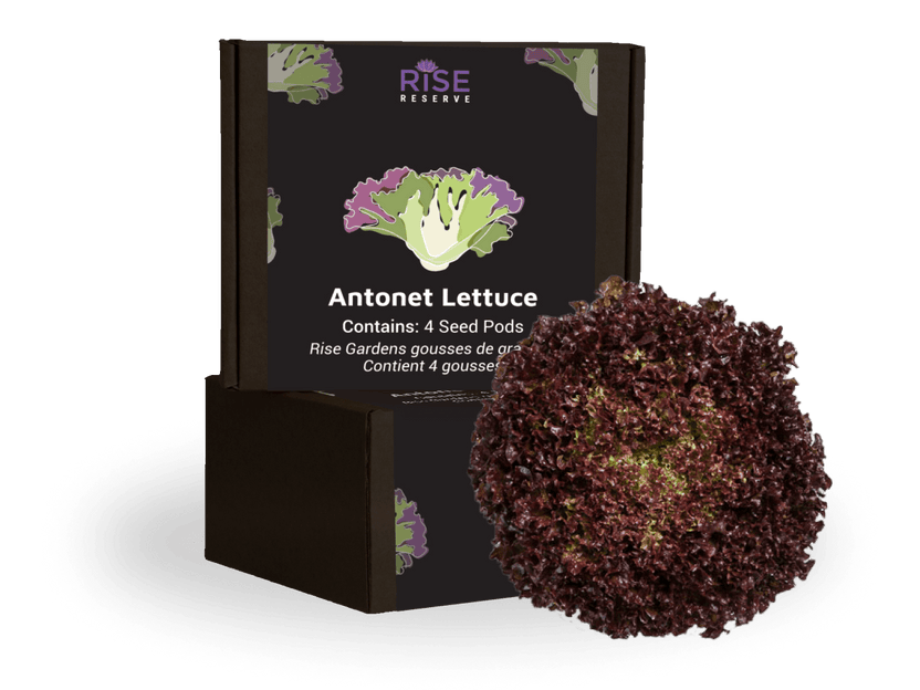 Antonet Lettuce