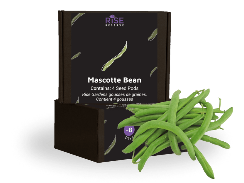 Mascotte Bean