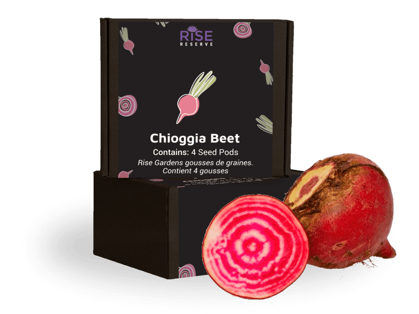 Chioggia Beet