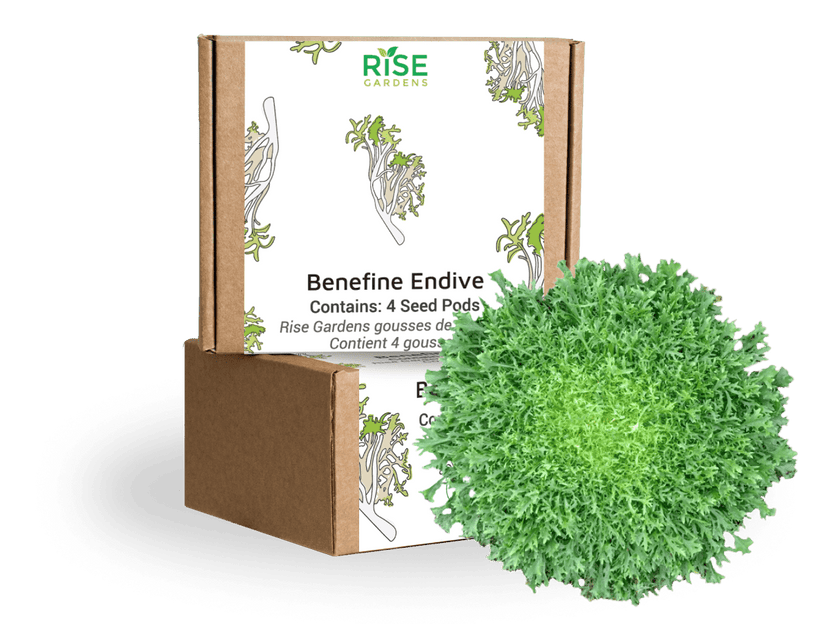 Benefine Endive