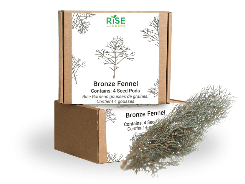 Bronze Fennel