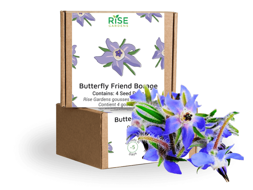 Butterfly Friend Borage