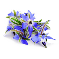 Butterfly Friend Borage
