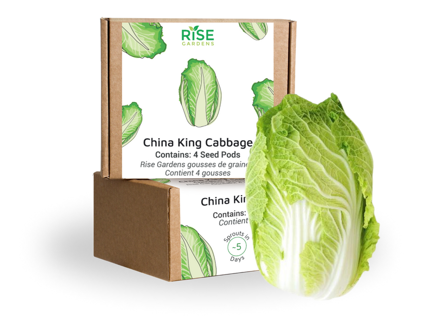 China King Cabbage