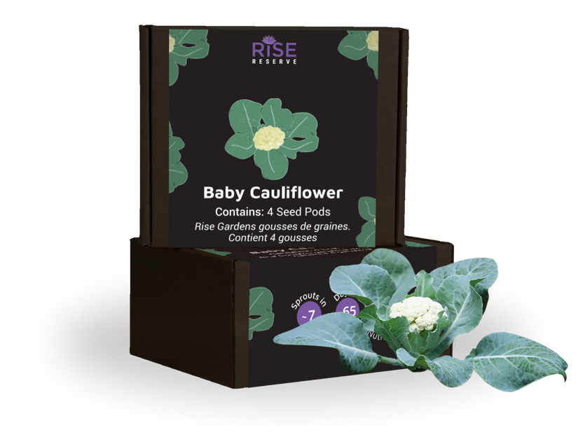 Baby Cauliflower