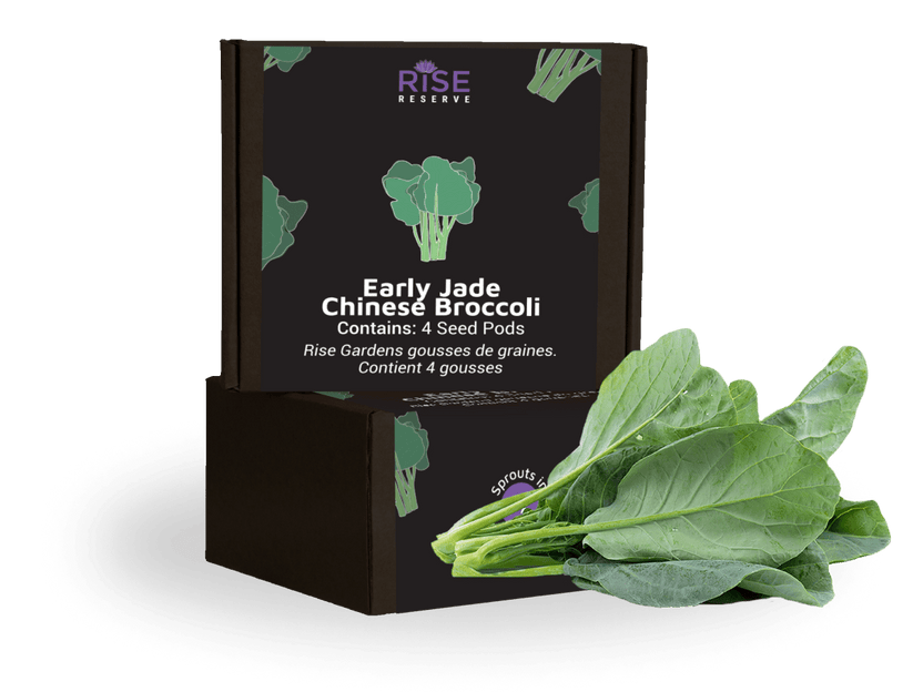 Chinese Broccoli Early Jade