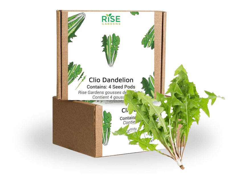 Clio Dandelion