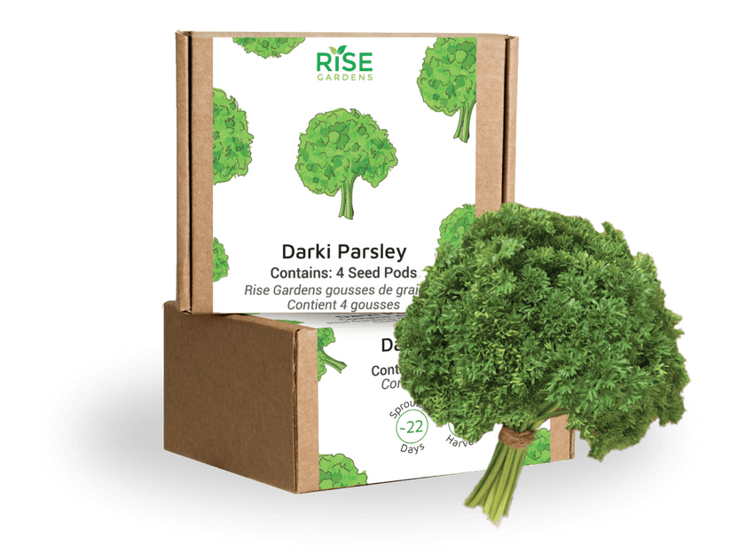 Darki Parsley
