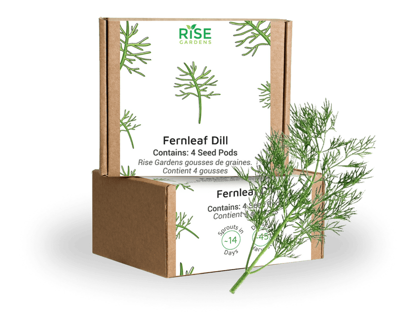 Fernleaf Dill
