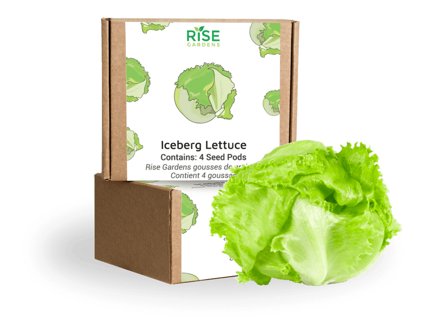 Iceberg Lettuce