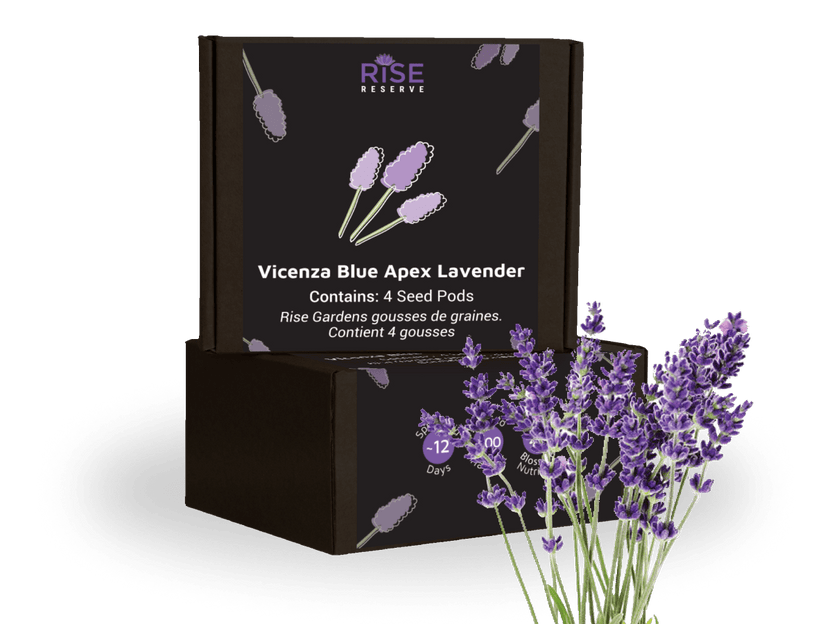 Vicenza Blue Apex Lavander