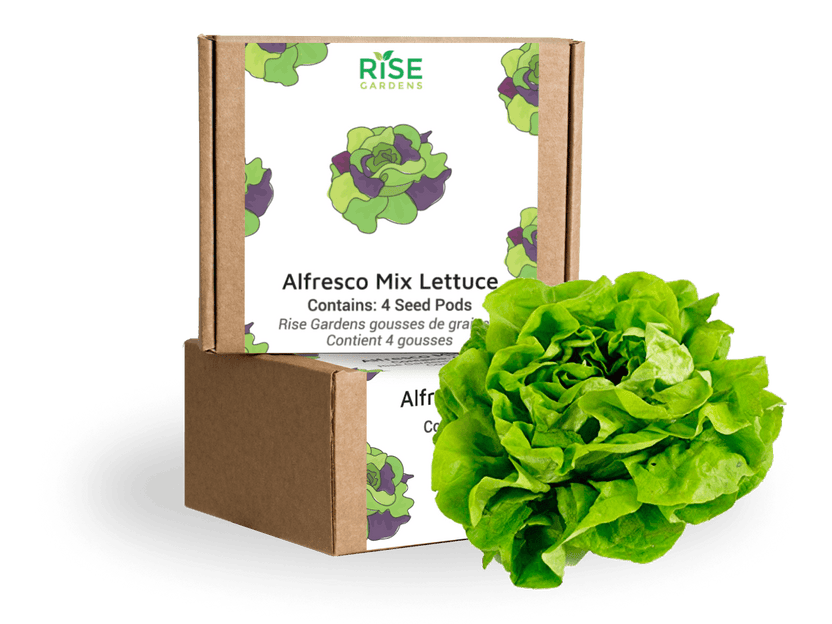Butter Crunch Lettuce