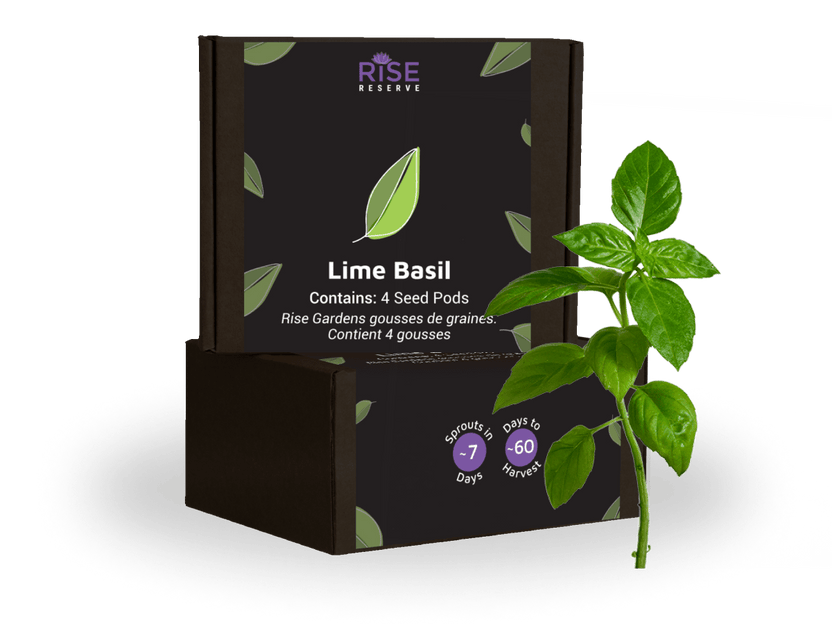 Lime Basil