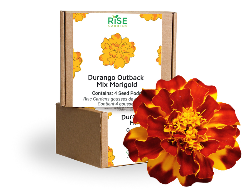 Marigold Durango Outback Mix