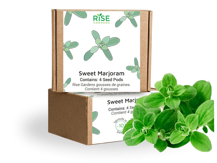 Sweet Marjoram