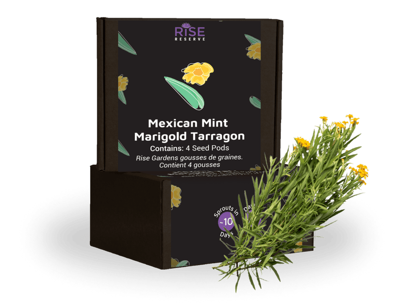 Mexican Mint Marigold Tarragon