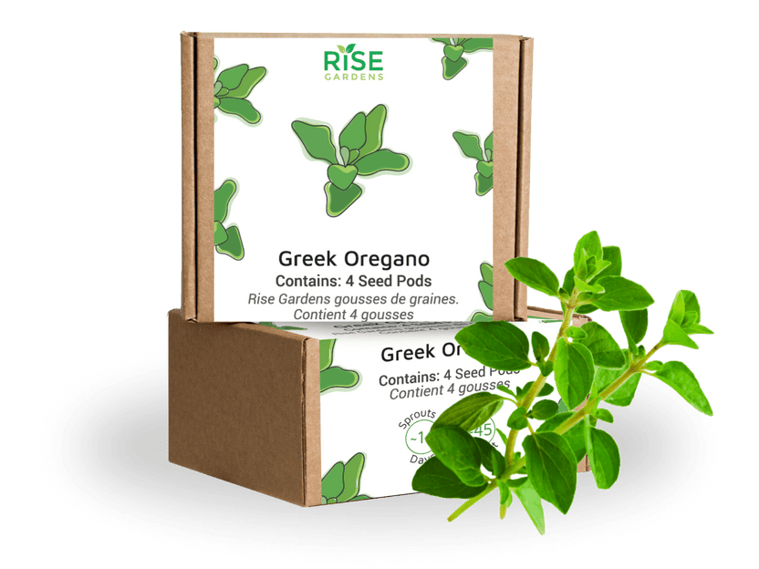 Greek Oregano