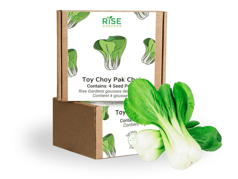 Toy Choy Pak Choi