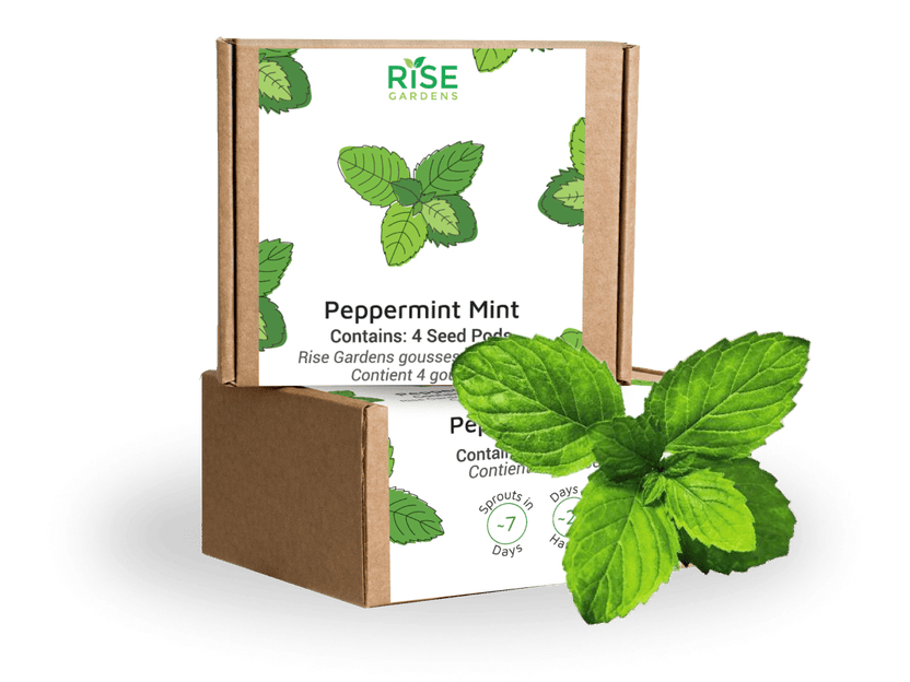 Peppermint Mint