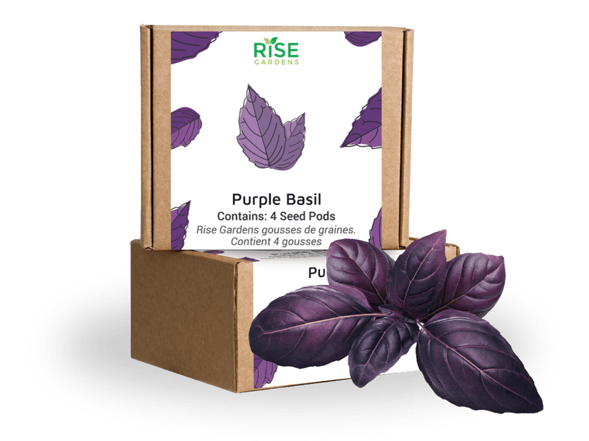 Purple Basil